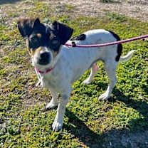 Thumbnail photo of Manchas #4