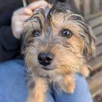 Thumbnail photo of Luke #1