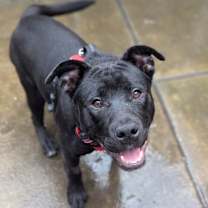 Thumbnail photo of Pookie #1