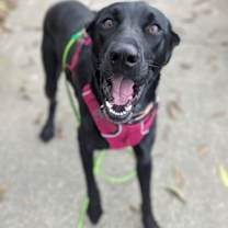 Thumbnail photo of Tera #4