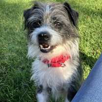 Thumbnail photo of Pluto #2