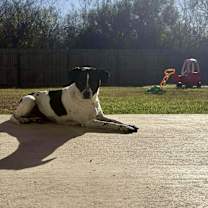 Thumbnail photo of Bonnie Pea Pod #4