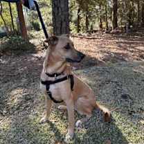 Thumbnail photo of Lucy #3