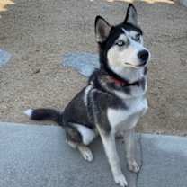 Thumbnail photo of Noelle #2