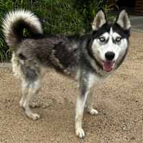 Thumbnail photo of Noelle #4