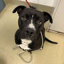 Thumbnail photo of Hermey #1