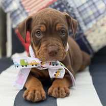 Thumbnail photo of Blu #4