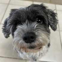 Thumbnail photo of Bogey #2