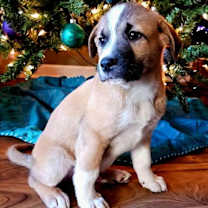 Thumbnail photo of PUPPY NORTH #2