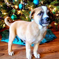 Thumbnail photo of PUPPY NORTH #3