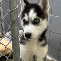 Thumbnail photo of Justice #2