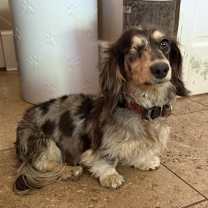 Thumbnail photo of Pipsqueak #3