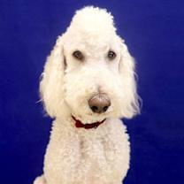 Thumbnail photo of Winston #1