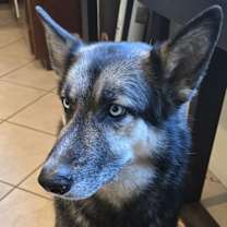 Thumbnail photo of Blue #2