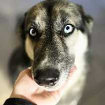 Thumbnail photo of Blue #1