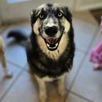 Thumbnail photo of Blue #3