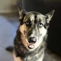 Thumbnail photo of Blue #4