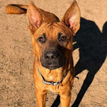 Thumbnail photo of Buck KA #4