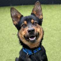 Thumbnail photo of Basalt #1