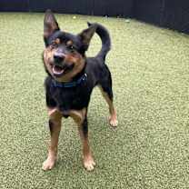 Thumbnail photo of Basalt #2