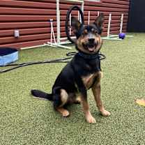 Thumbnail photo of Basalt #3