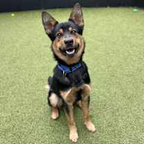 Thumbnail photo of Basalt #4