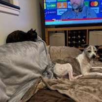 Thumbnail photo of Eeny - In Foster #4