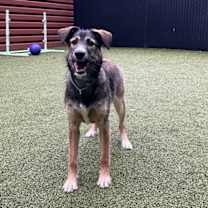 Thumbnail photo of Daisy #2