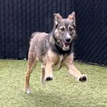 Thumbnail photo of Daisy #3