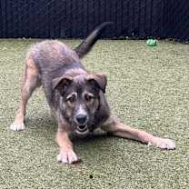 Thumbnail photo of Daisy #4