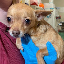 Thumbnail photo of Charlie #1