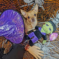 Thumbnail photo of Charlie #2