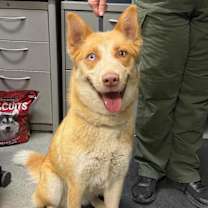 Thumbnail photo of Ruby #1