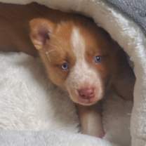 Thumbnail photo of Ruby #2