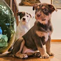 Thumbnail photo of French Toast #4