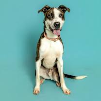 Thumbnail photo of Dino #1