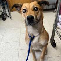 Thumbnail photo of Poncho #1