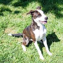 Thumbnail photo of Dino #2