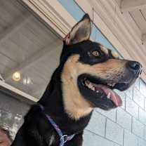 Thumbnail photo of Buddy #2