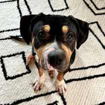 Thumbnail photo of Mona #1