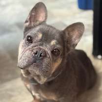 Thumbnail photo of Pi-Per #1