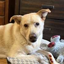 Thumbnail photo of Para #1