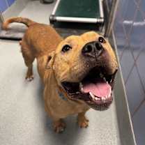 Thumbnail photo of Petey Pants #1