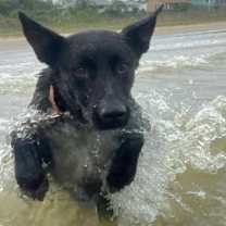 Thumbnail photo of Bolt #1