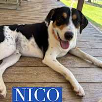 Thumbnail photo of Nico #1