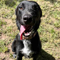 Thumbnail photo of Bolt #2