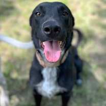 Thumbnail photo of Bolt #3