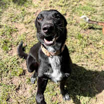 Thumbnail photo of Bolt #4