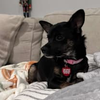 Thumbnail photo of PORSCHE #2