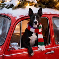 Thumbnail photo of Leia #1